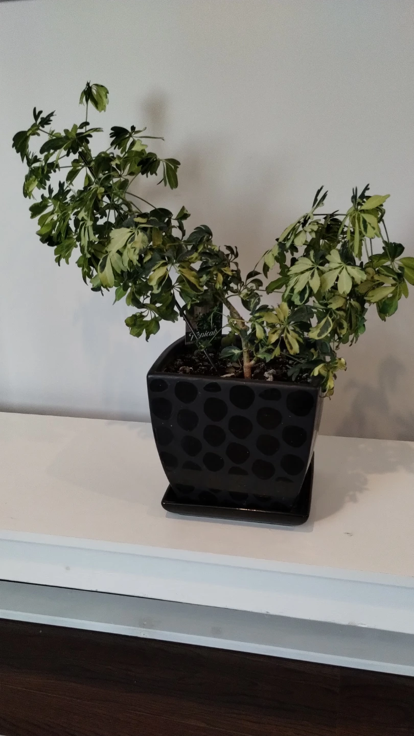 Variegated Schefflera Plant in Ceramic Pot - photo 3