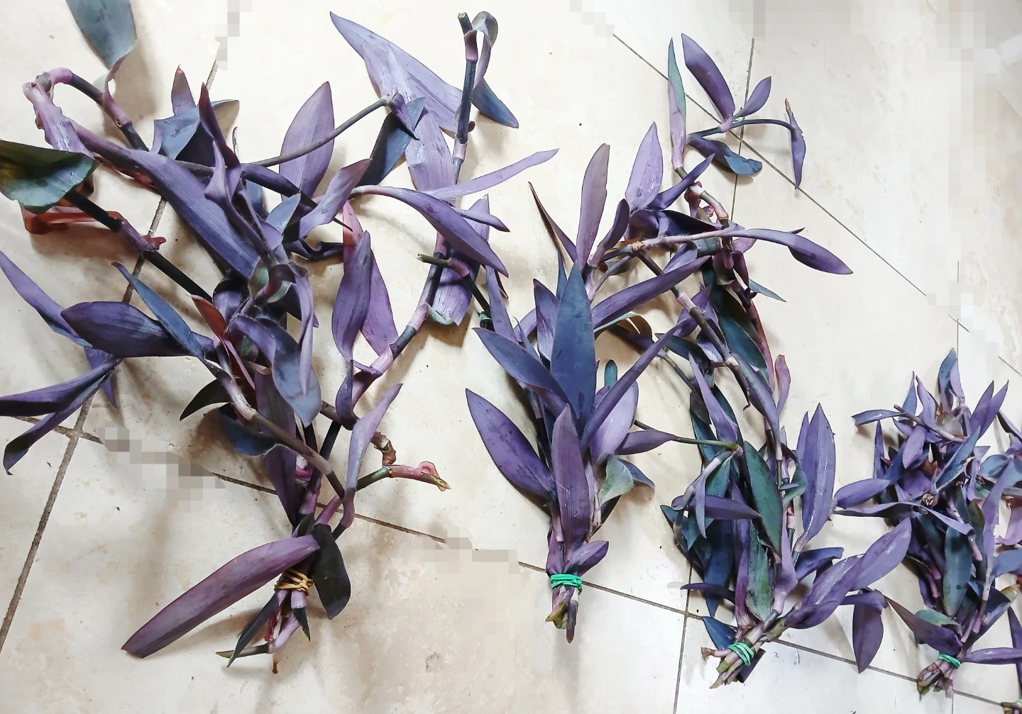 FREE Purple Heart Plant Cuttings - photo 4