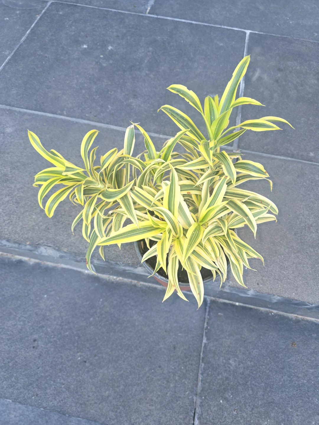 Dracaena song of India