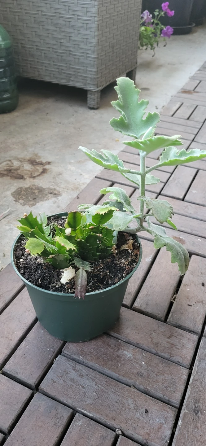 Pink Christmas Cactus & Kalanchoe beharensis Drake - photo 4