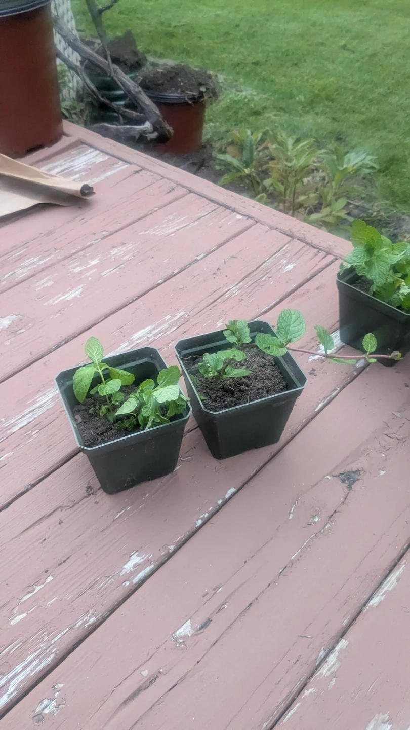 Fresh Mint Plants - photo 2