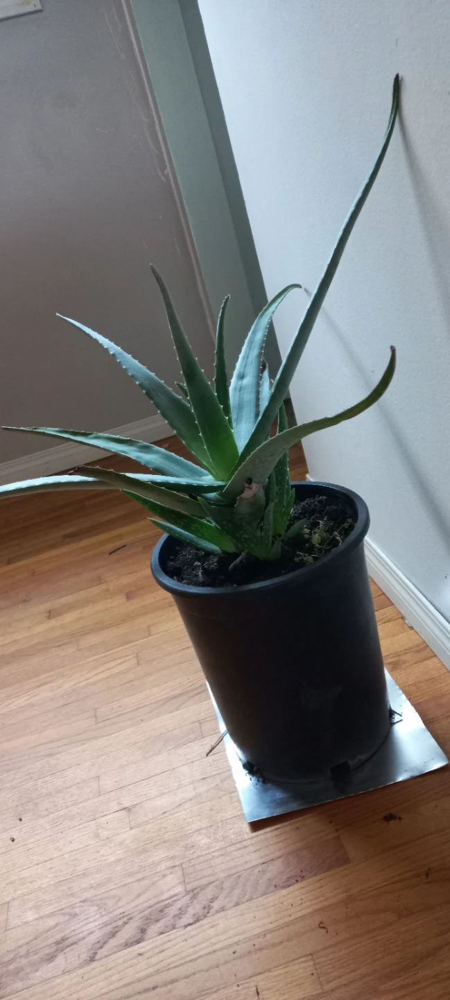 Large Potted Aloe Vera Plant - photo 2