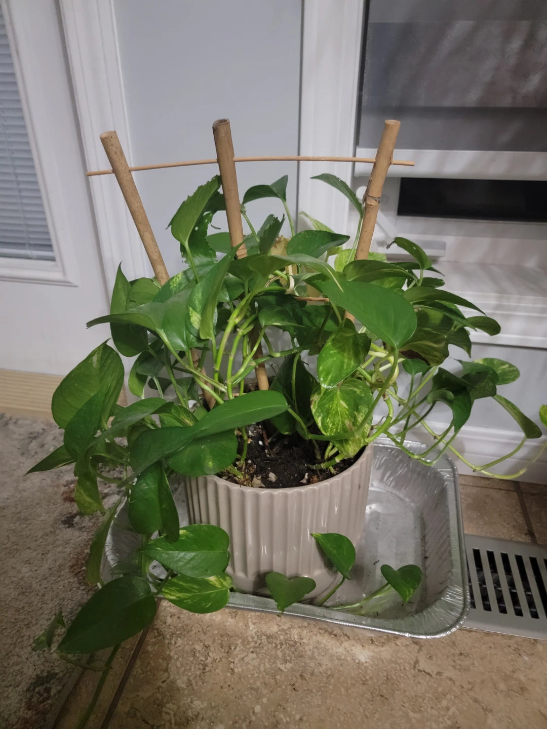 Healthy Pothos Plant with Trellis - photo 3