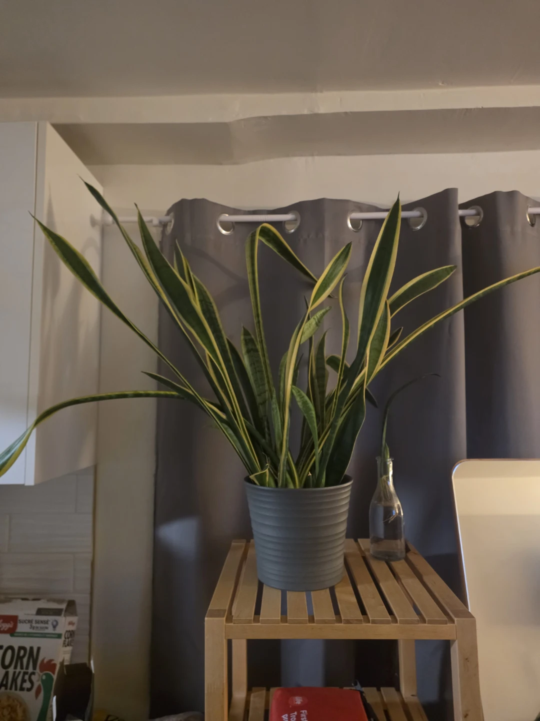 Snake Plant with Grey Pot - photo 2