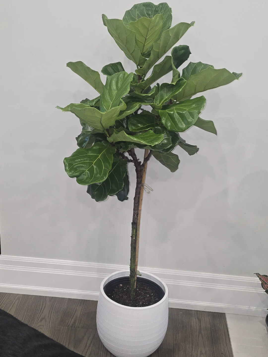 Fiddle Leaf Fig Tree  5 feey - photo 5