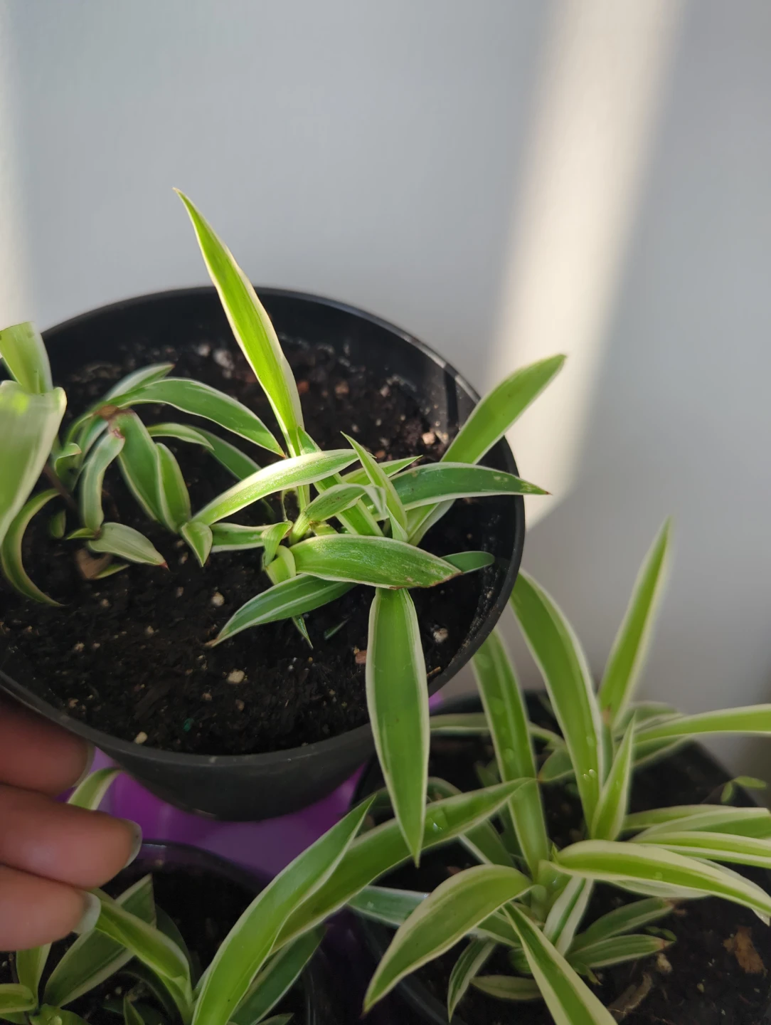 Variegated Spider Plant - photo 3