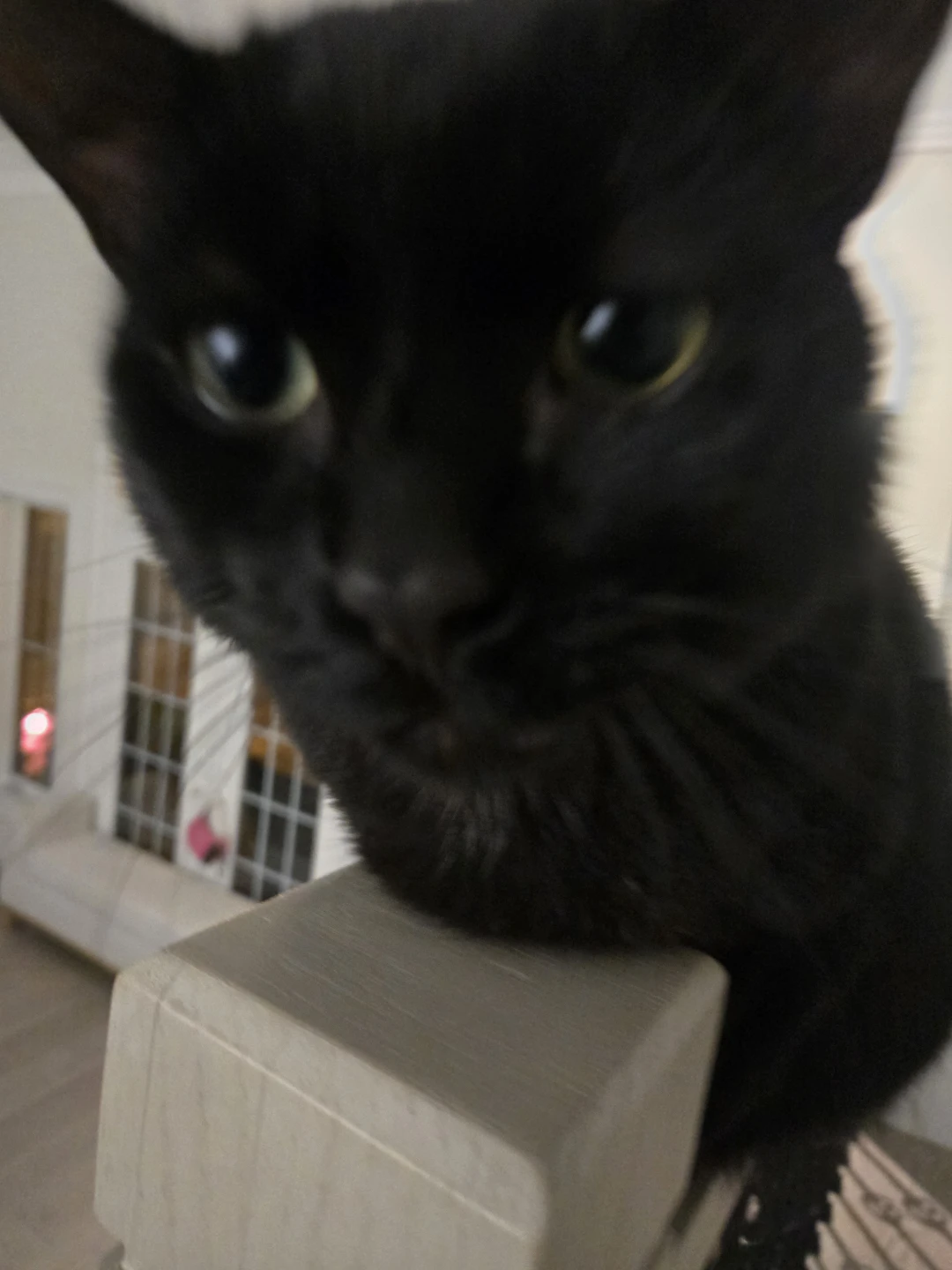 Need some cat supplies for him like a cat tree or toys - photo 2