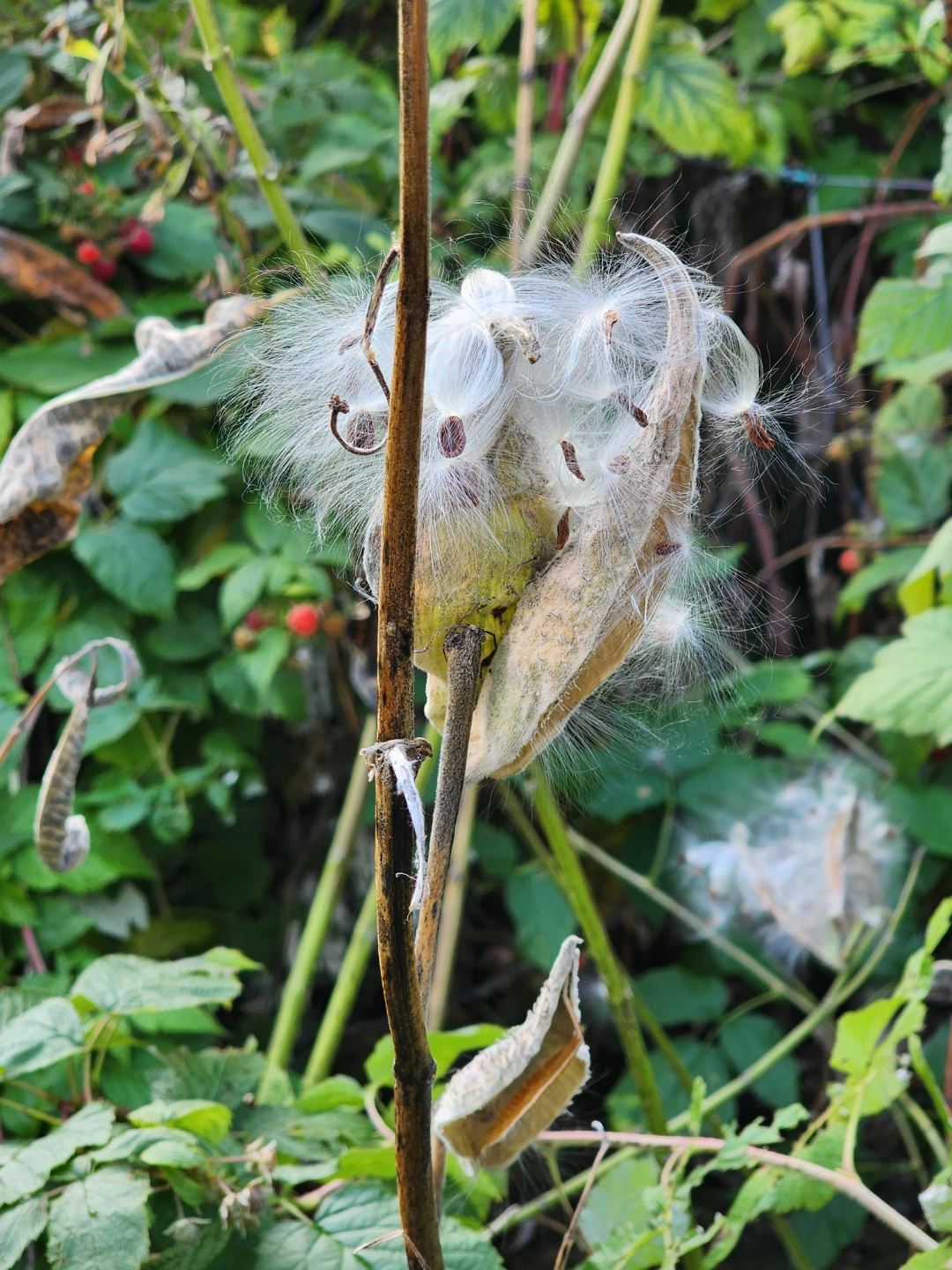 Milkweed pods - photo 2