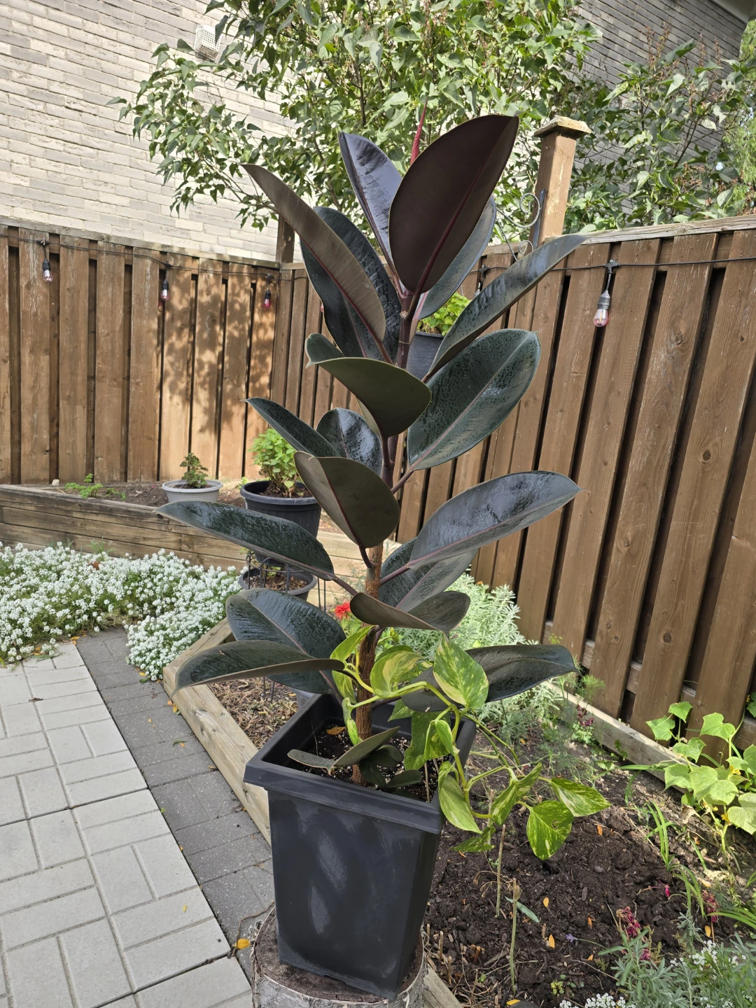 Burgundy Rubber Plant_1.5 meters - photo 2