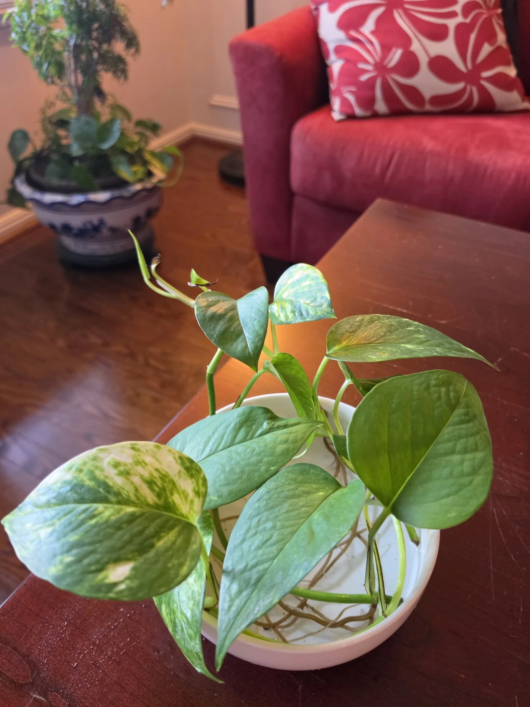 Hydroponic Pothos w Ceramic container - photo 2