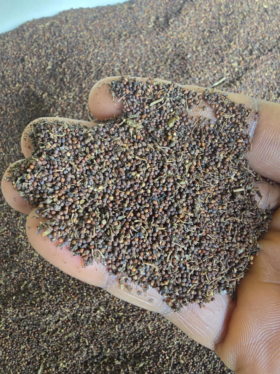 Uziza seed - photo 2