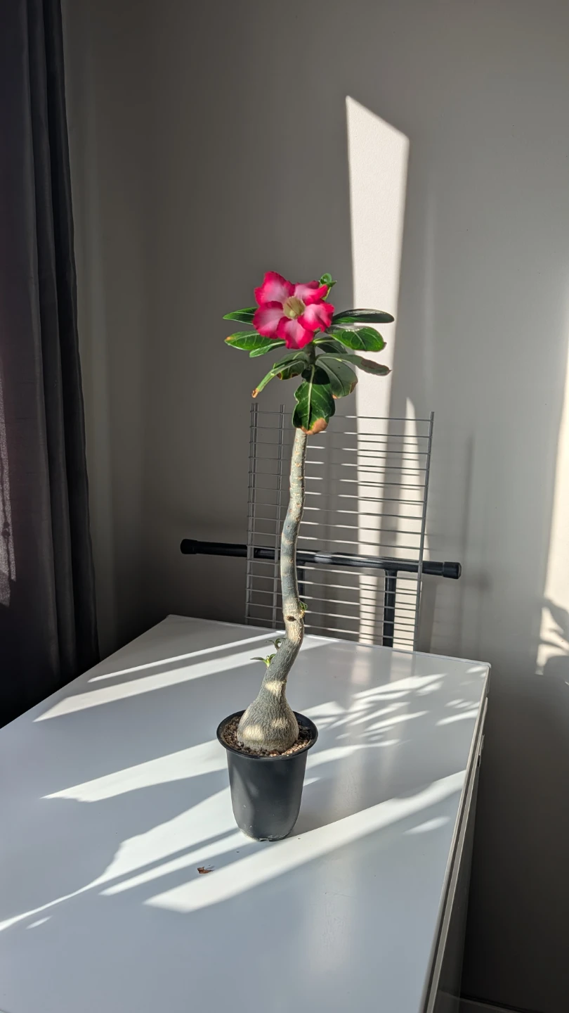 Adenium obesum desert rose succulent - photo 3