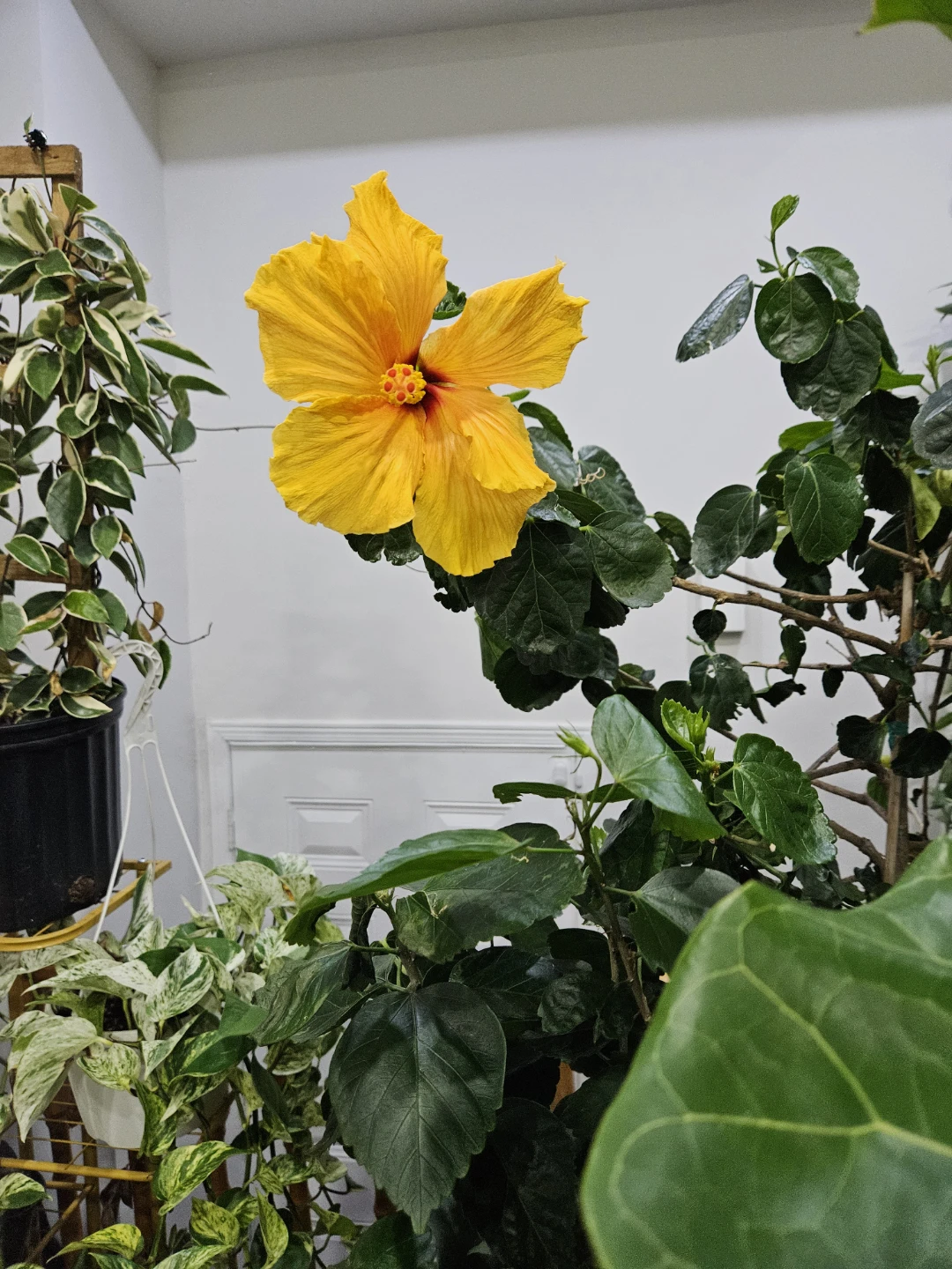 Yellow Hibiscus Houseplant - photo 3