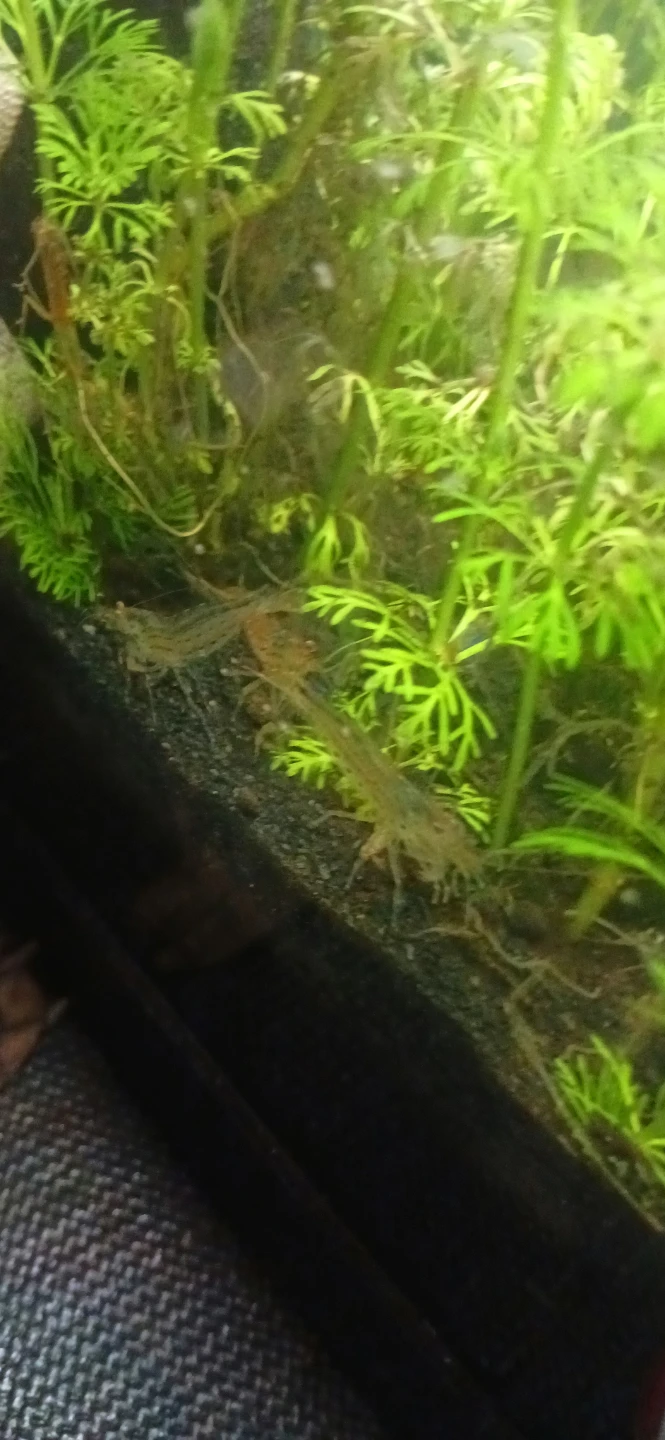 FISH & REPTILE SITTING [READ DESC] - photo 4