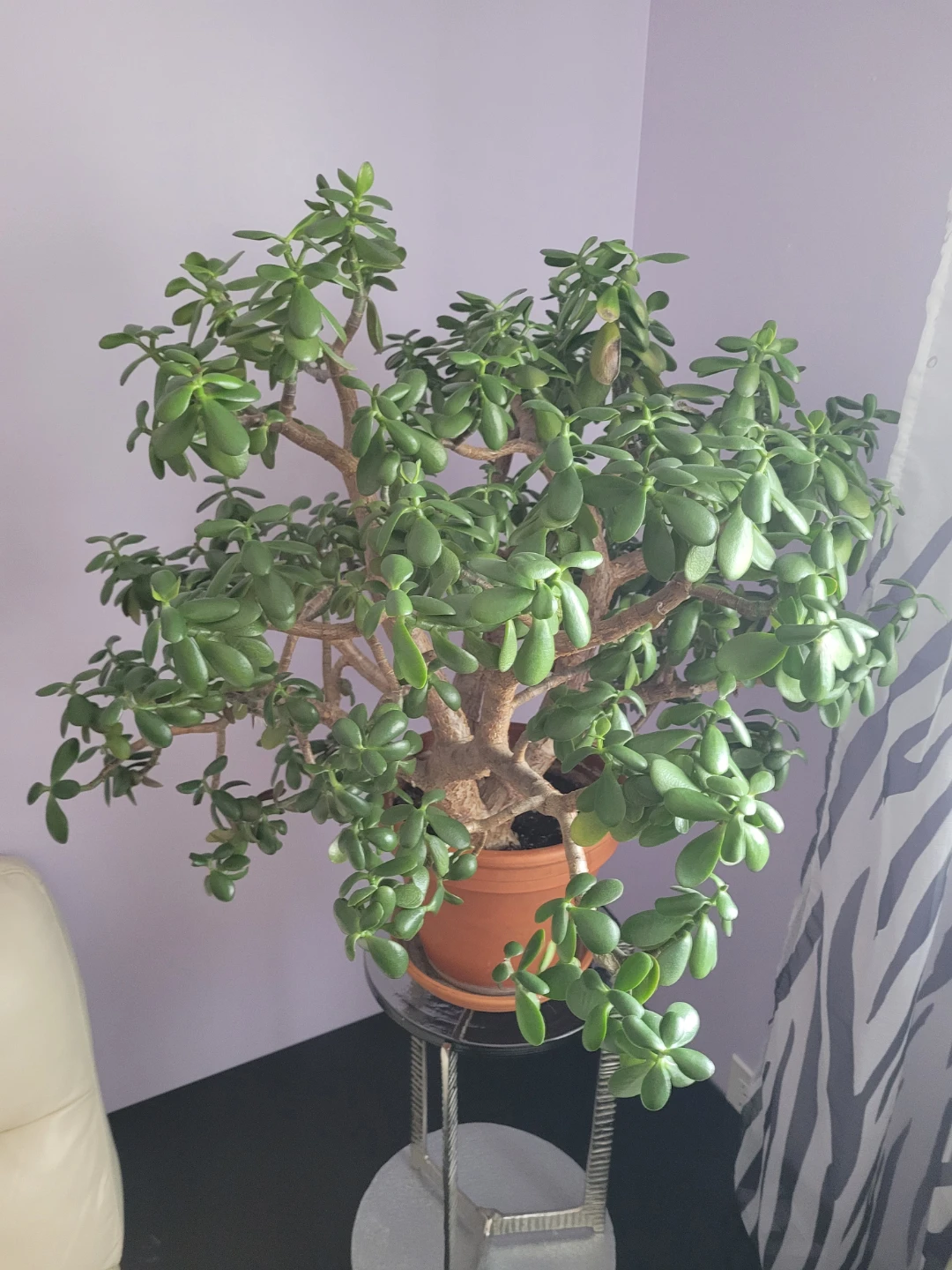 Large Healthy 40-50yr Flowering Jade Plant with Terracotta Pot - photo 2