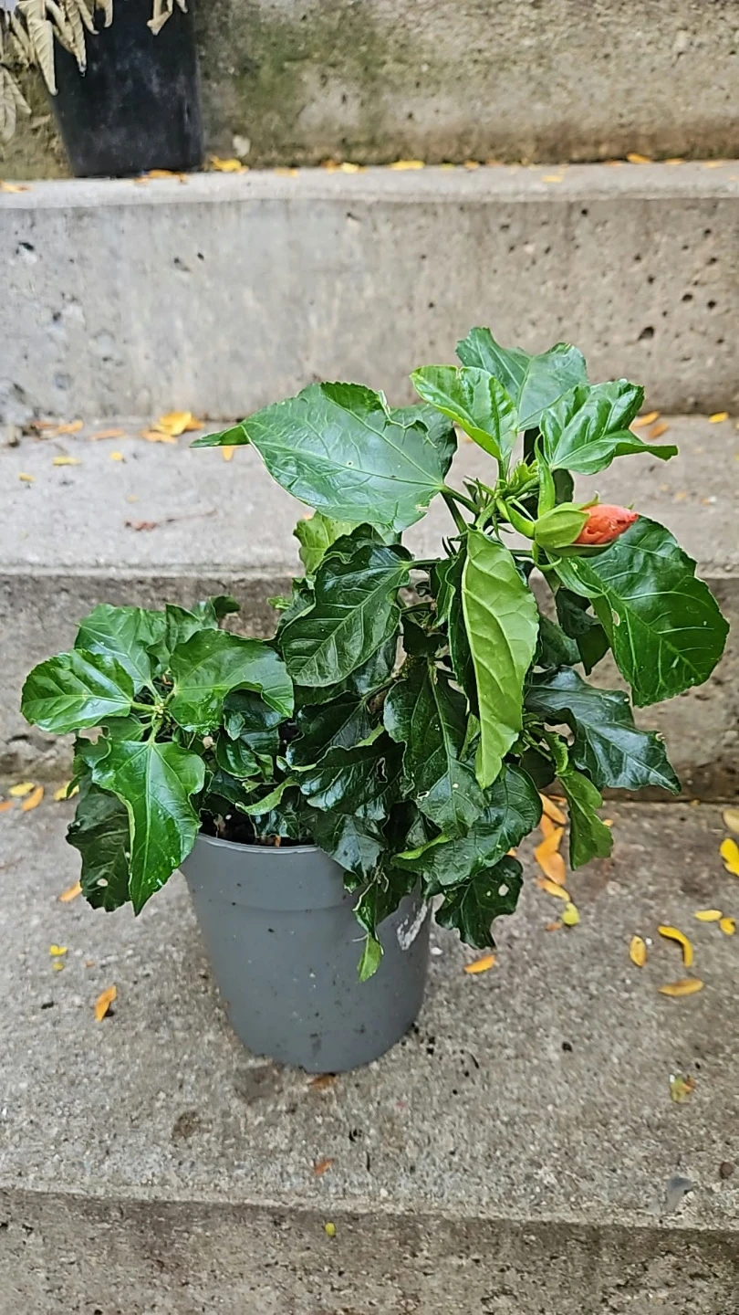 Hibiscus Plant in 6" Pot - photo 2