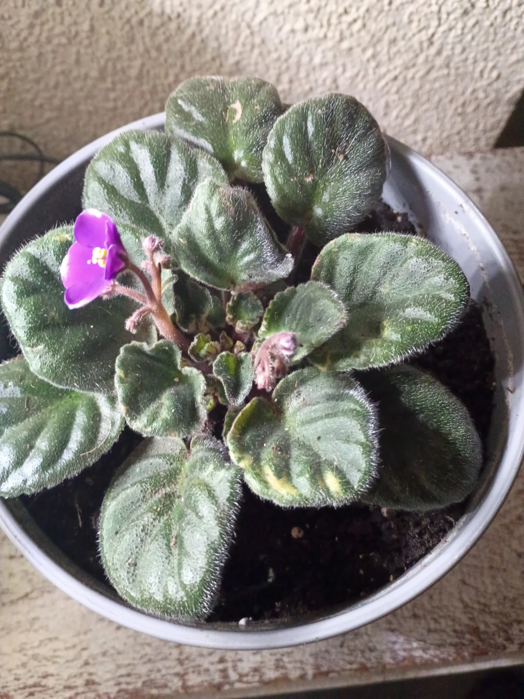 African Violet plant in grey pot