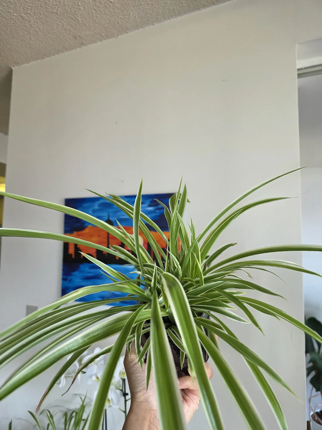 Large Variegated Spider Plant - photo 4
