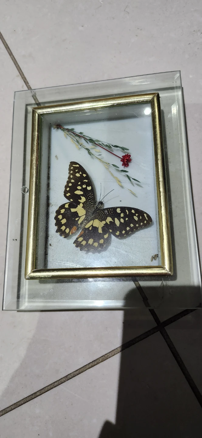 Framed Butterfly Display 5.5x 7 in.