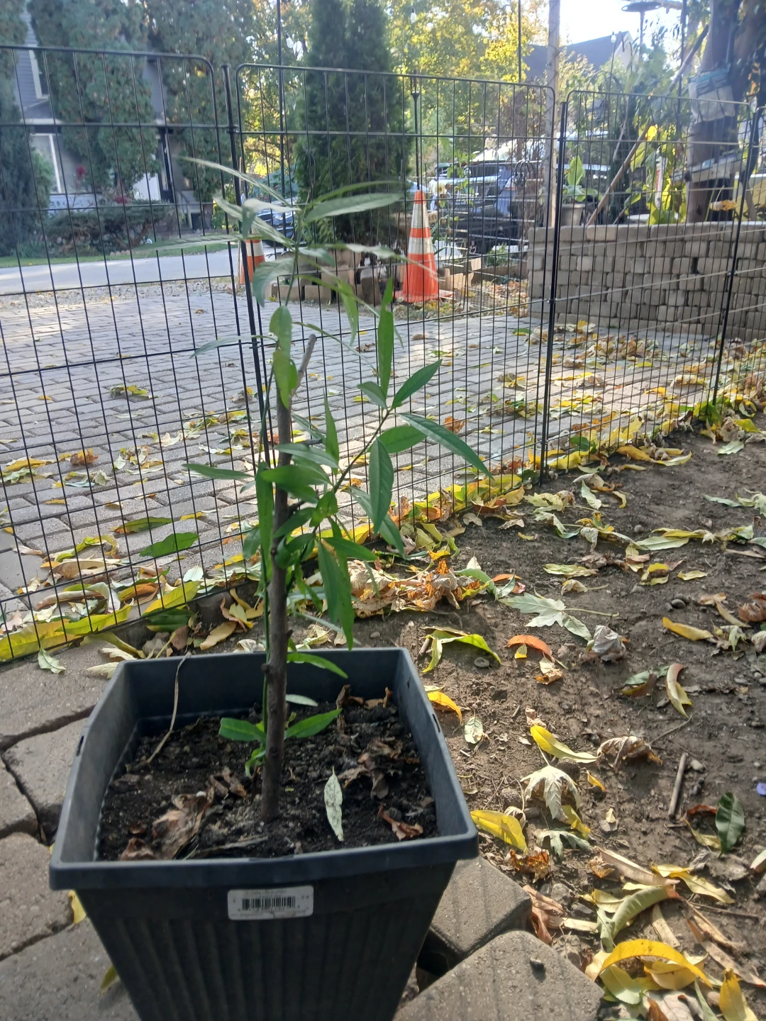 Peach Trees Organic Grown from Mexico and Brad from Mexico