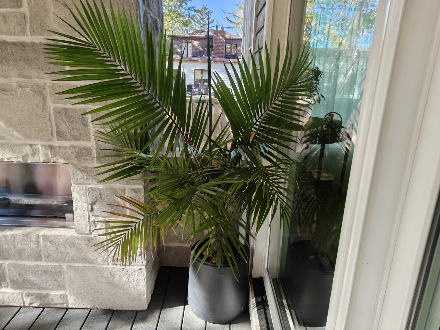 Tropical plants - photo 2