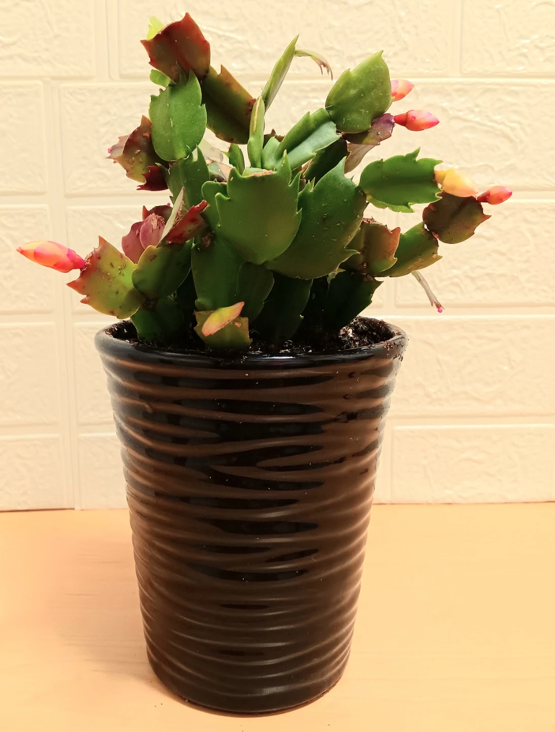 🪴Multiple Colored Christmas Cactus Plant in Ceramic Pot🪴 - photo 3