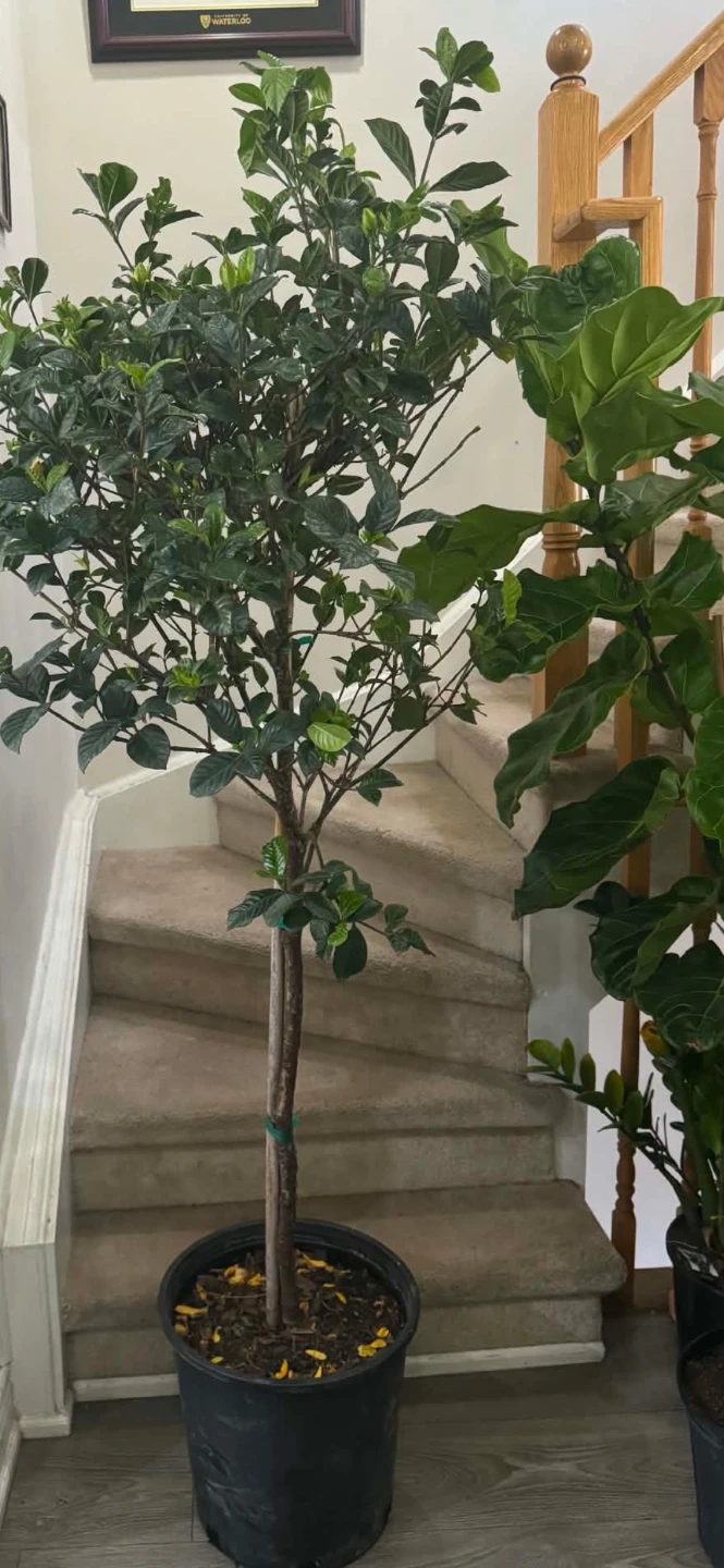 Gardenia Tree 5 feet