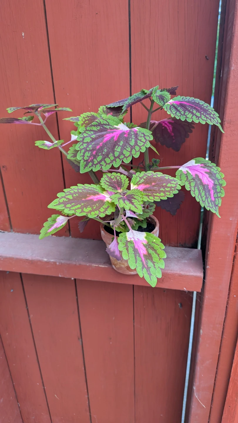 Coleus pink & green - photo 2