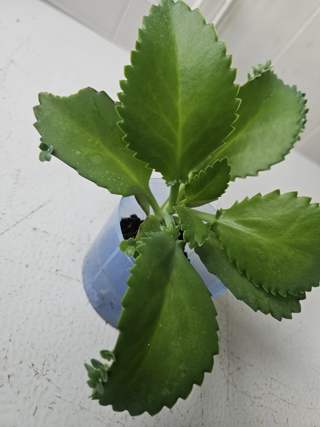 Mother of Thousands Succulent Plant - photo 3