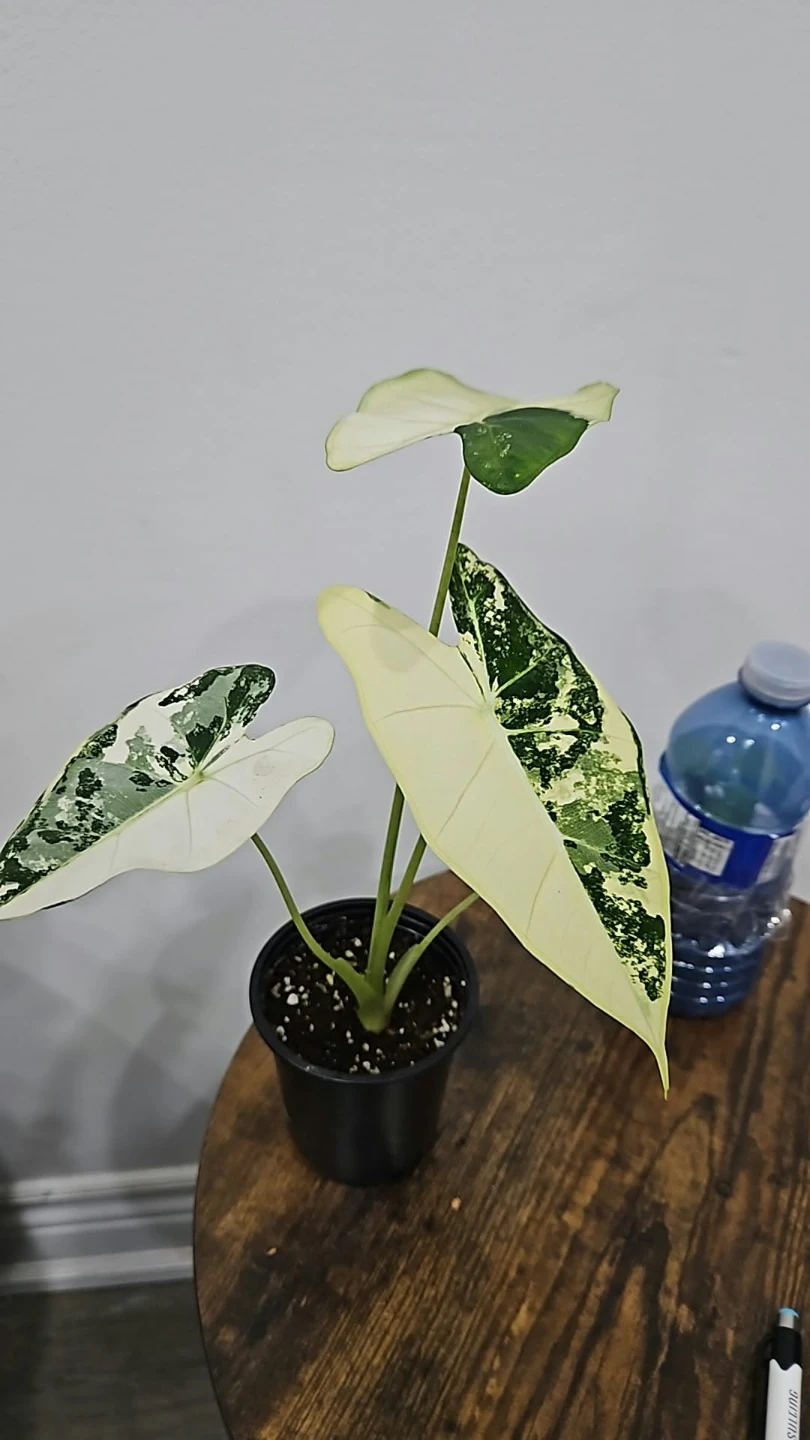 Alocasia Variegated Plant