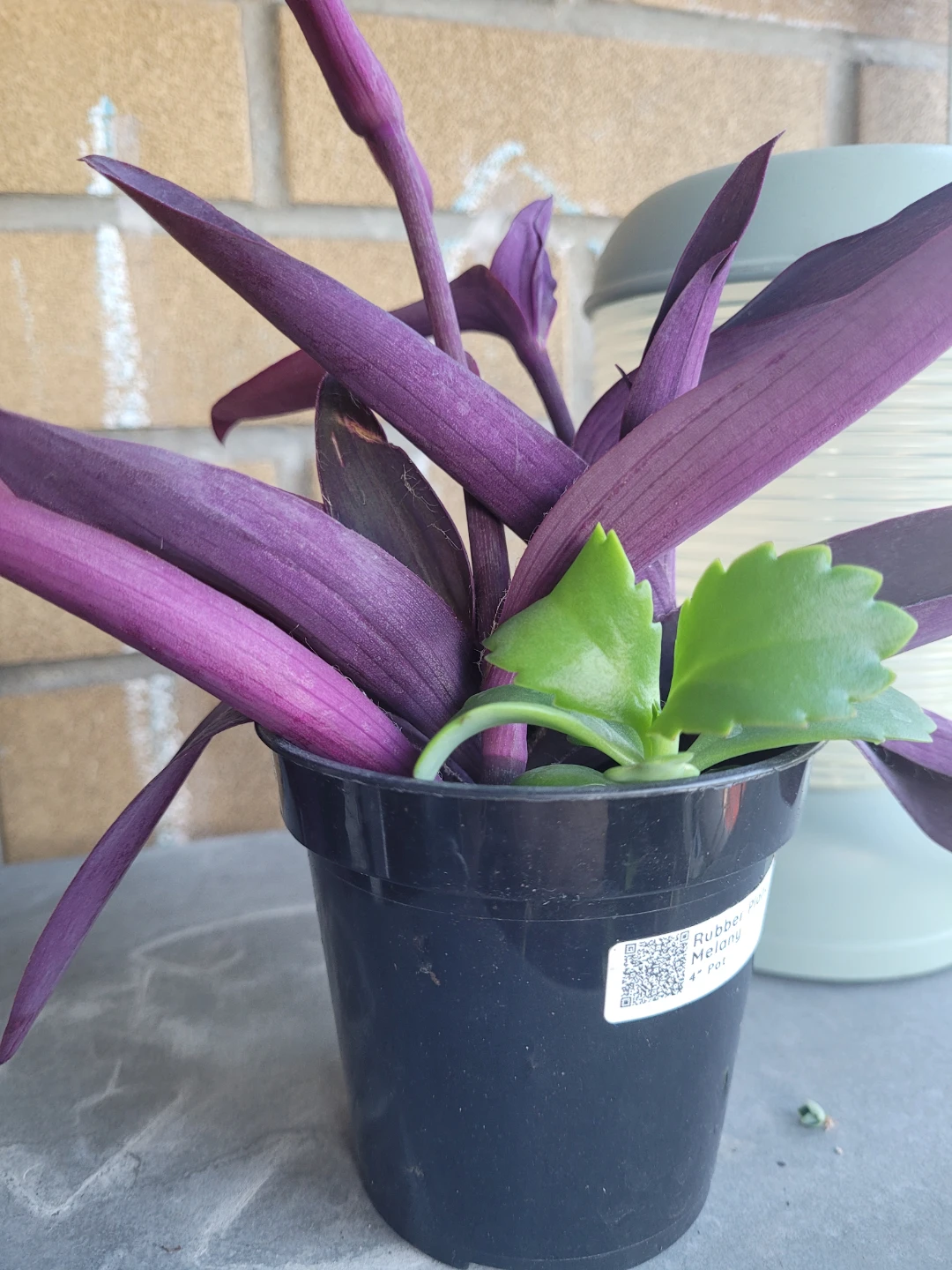 Tradescantia pallida in 4 inch pot - photo 5