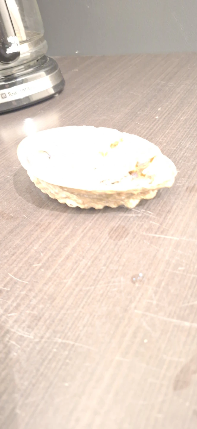 Large Iridescent Abalone Shell - photo 3