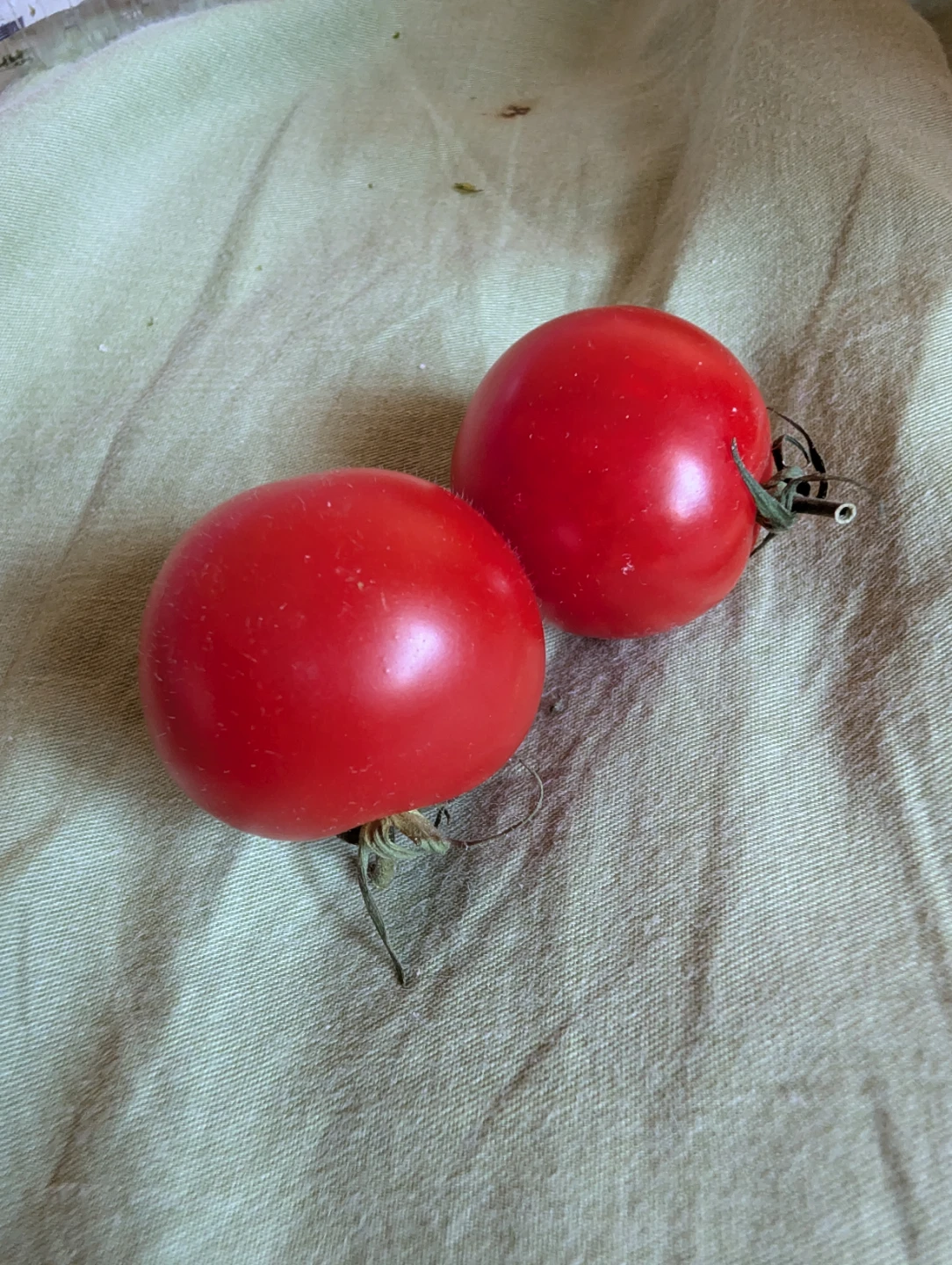 Two Fresh Red Tomatoes