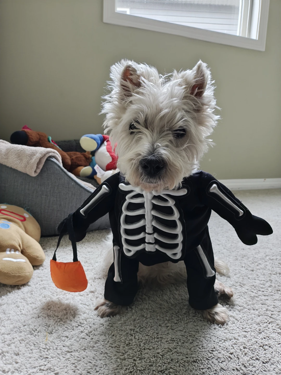 Dog Skeleton Halloween Costume - photo 2