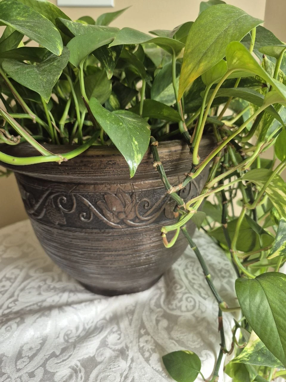 Large Golden Pothos in Decorative Planter - photo 2