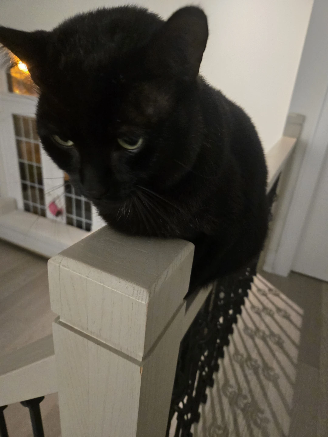 Need some cat supplies for him like a cat tree or toys - photo 3