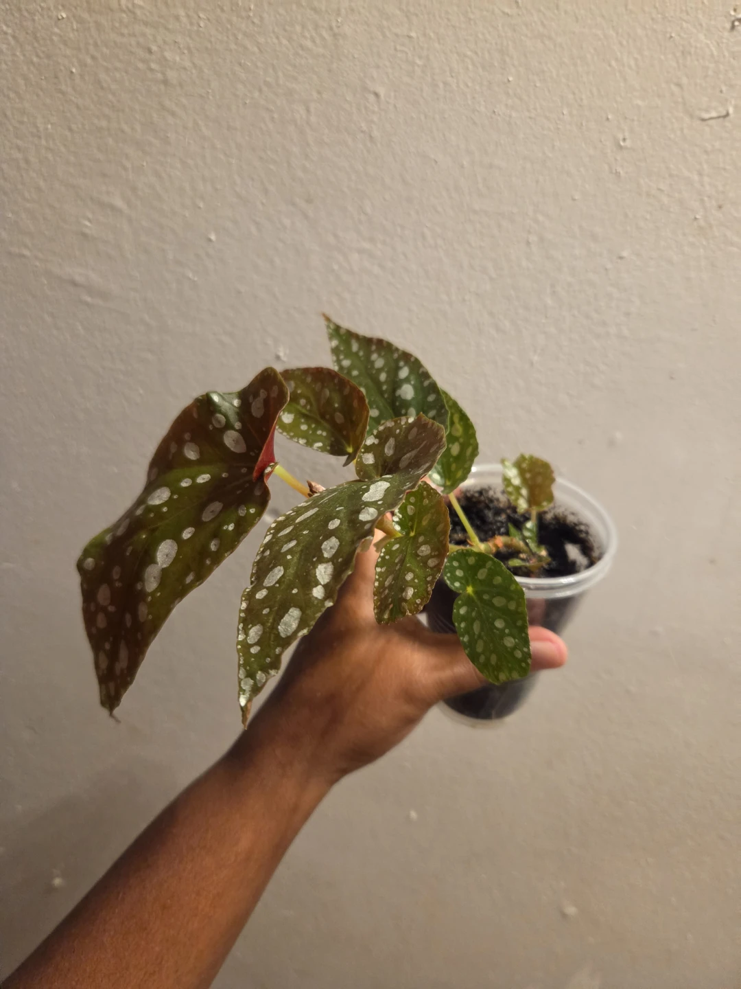 Polka Dot Begonia Houseplant✨️🪴 - photo 4