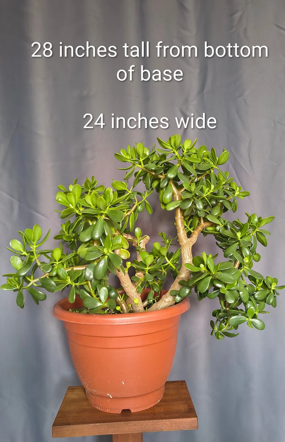 Large Jade Plant