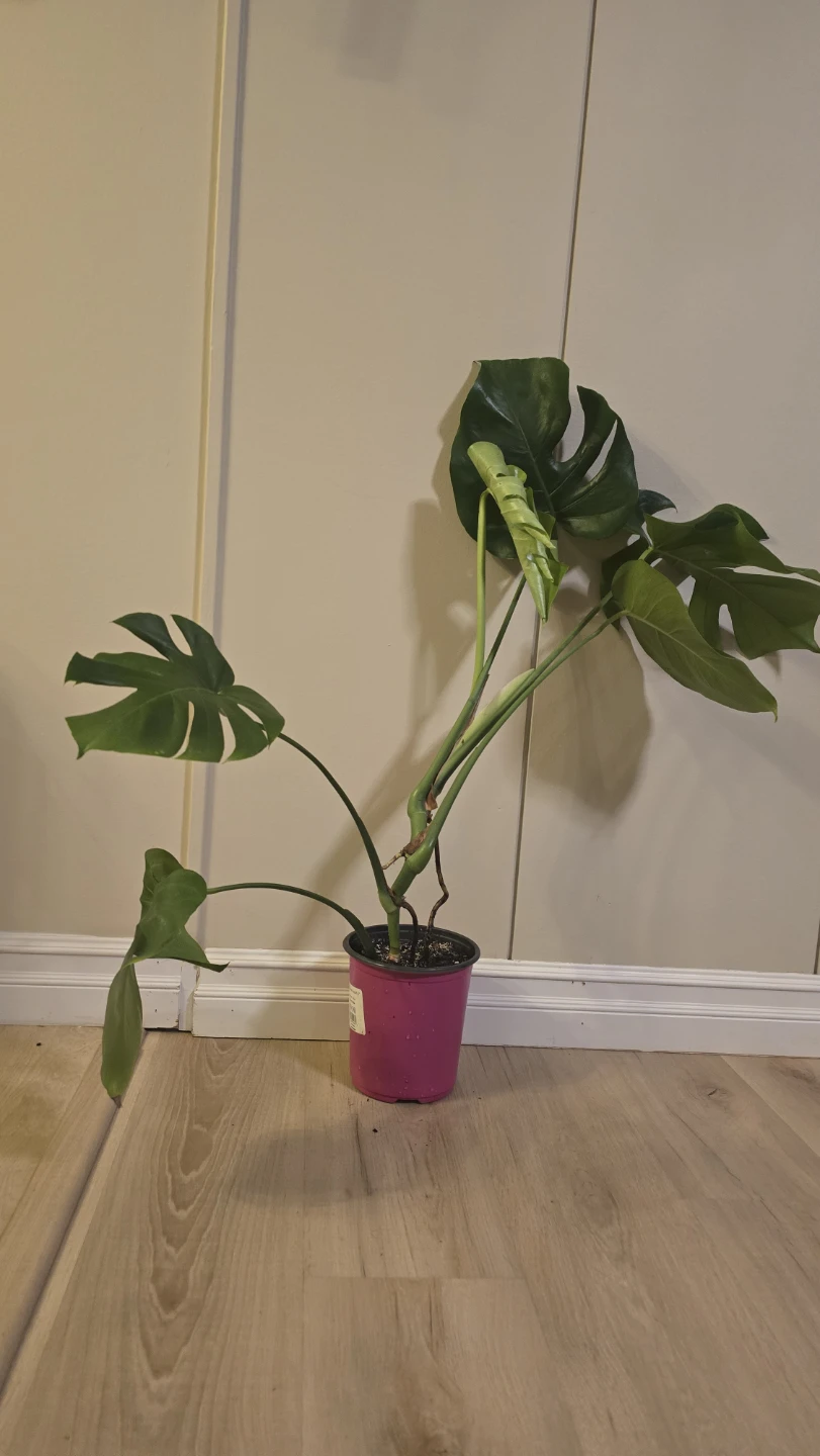 Healthy Monstera Deliciosa - Great Root System!