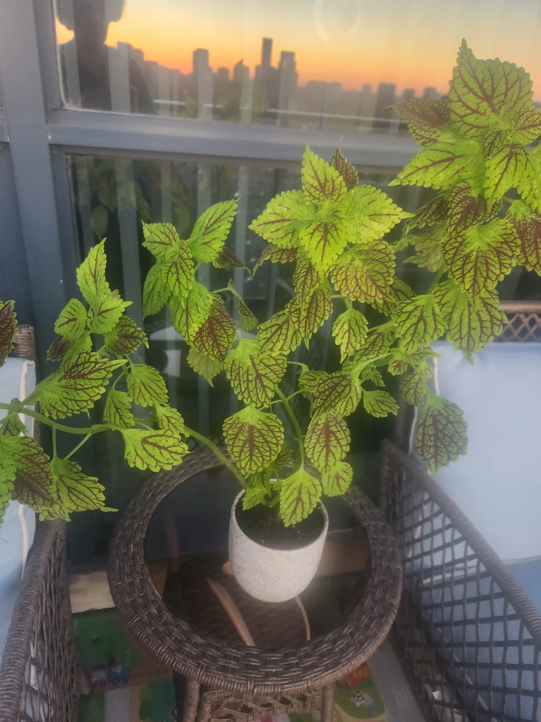 Coleus Plant in a Pot 28 inches - photo 2