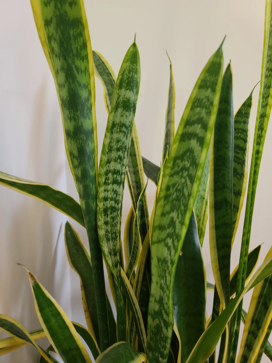Tall & Lush Golden Snake Plant (Sansevieria) -  1 Meter Tall! - photo 5