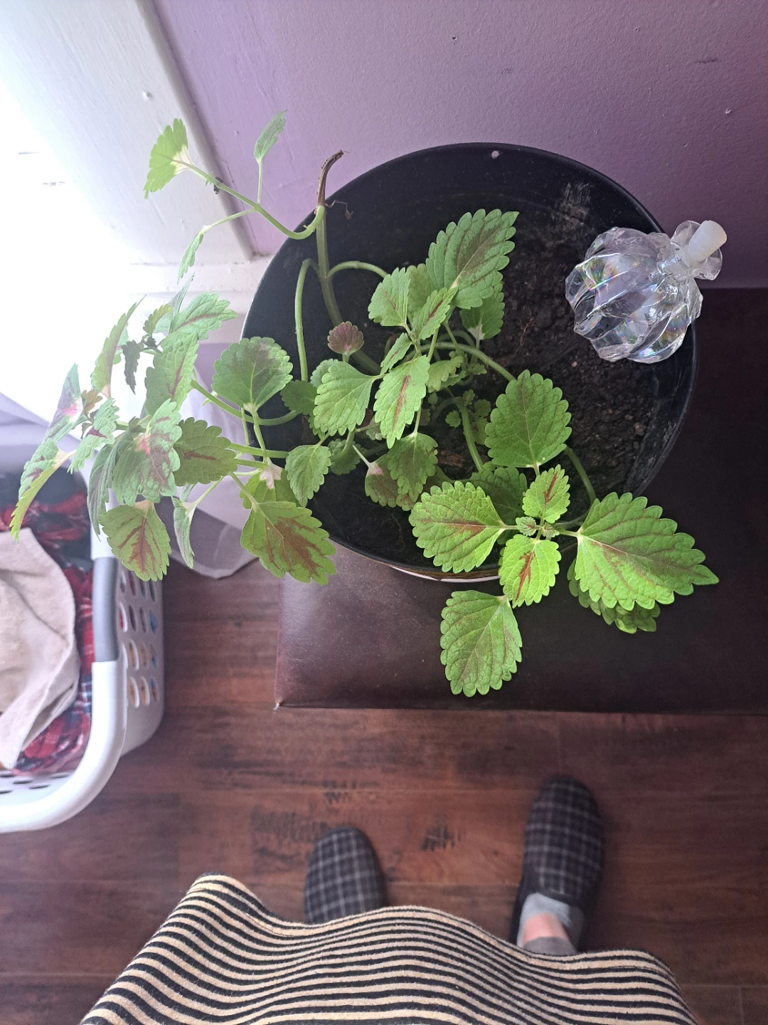 Coleus plant in brown pot with watered, thirsty plant!