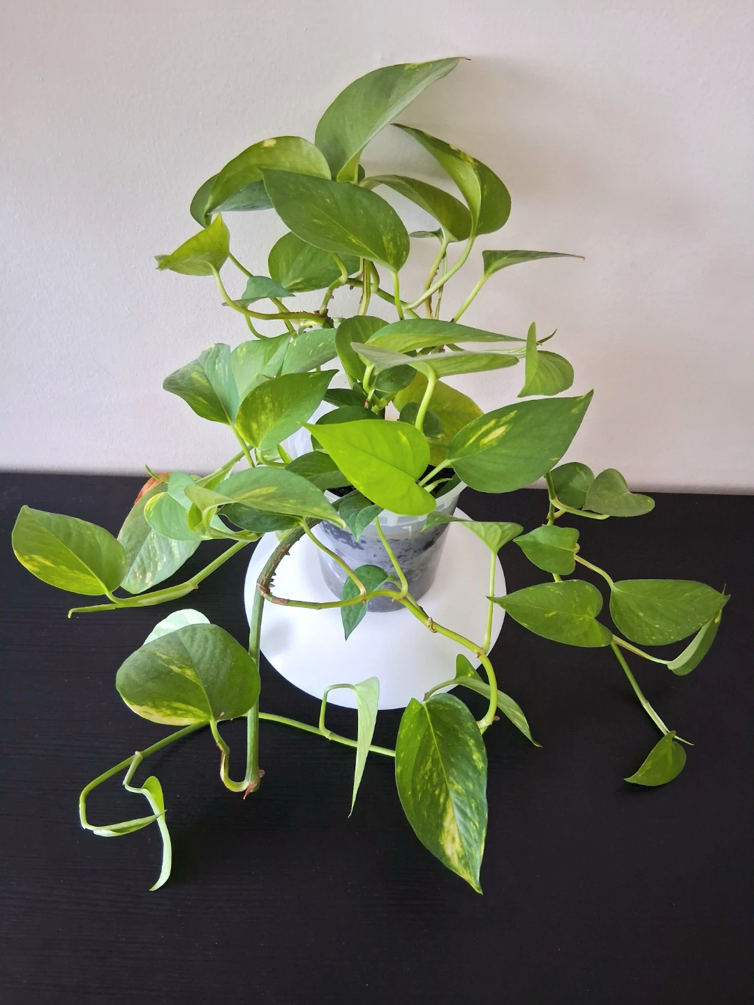 🌱 Golden Pothos 🌻 - photo 2