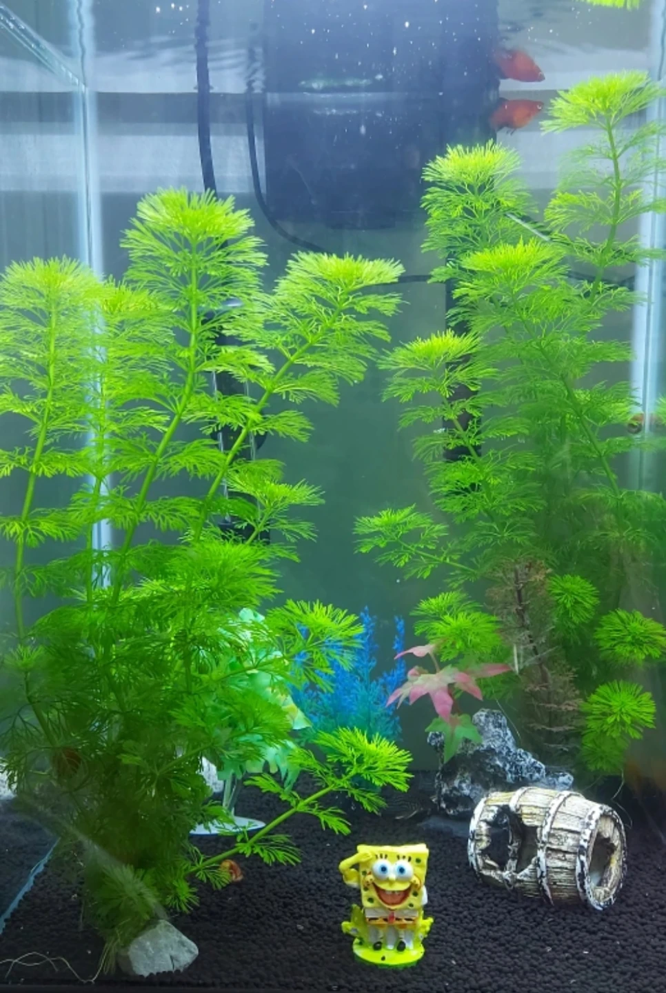 Healthy Aquarium Plants Carolina fanwort (+5 stems)