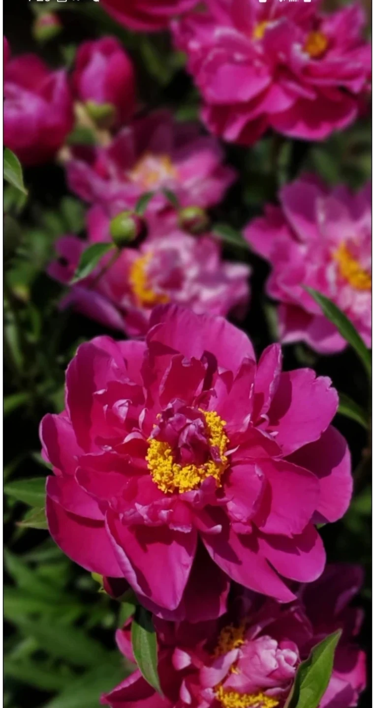 Peony