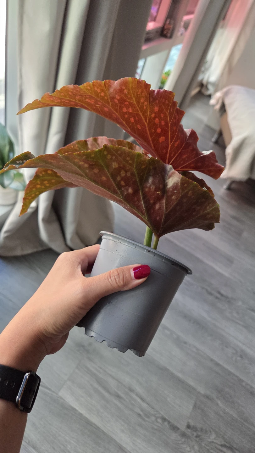 Begonia Crackling Rosie Plant - photo 2
