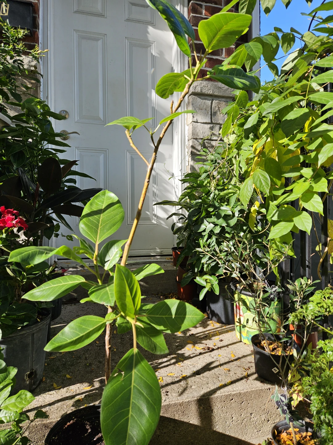 Ficus Audrey plant