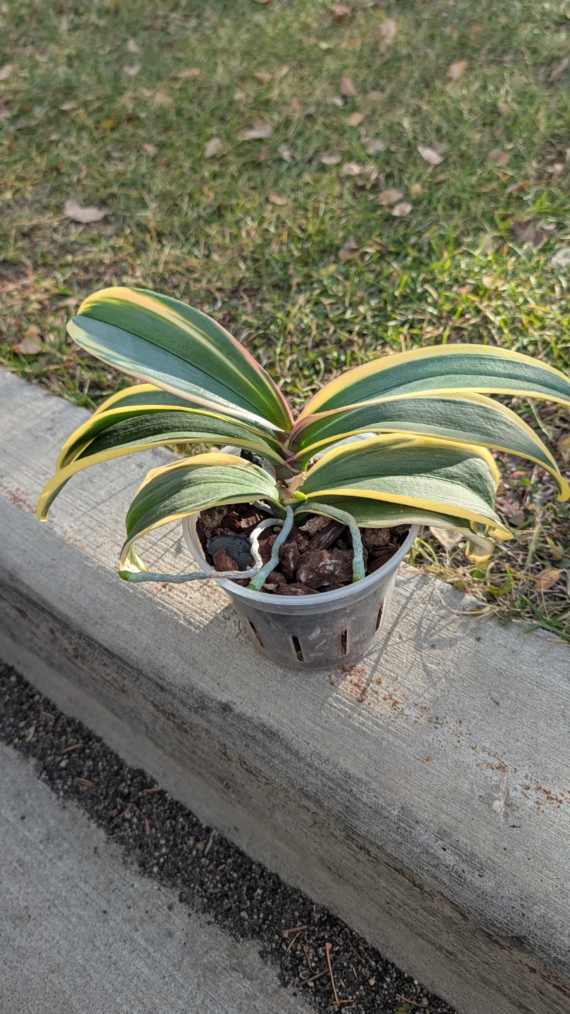 Variegated Phalaenopsis Orchid