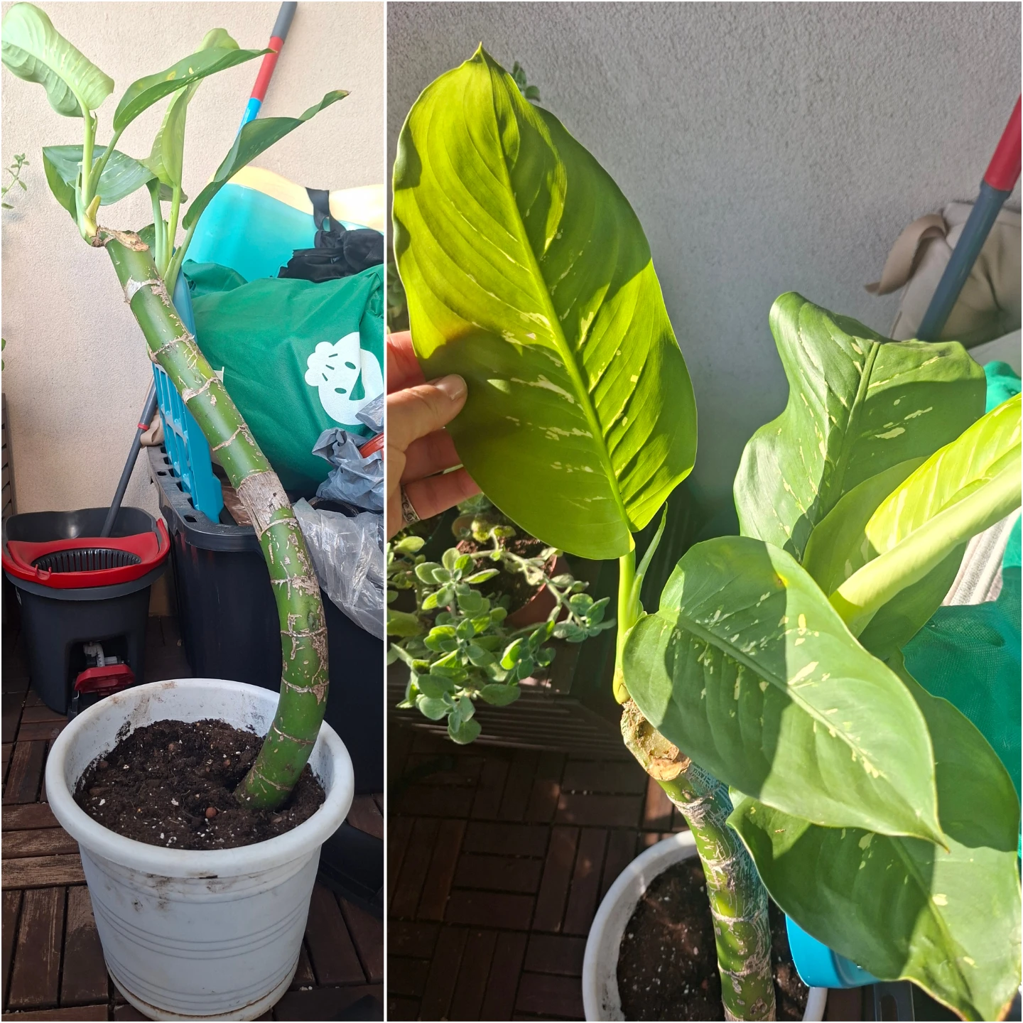 Dieffenbachia Plant