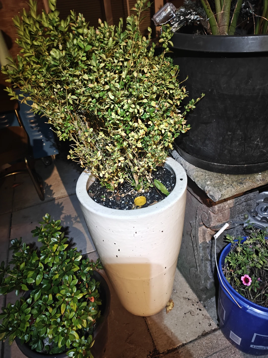 Tall Ceramic Outdoor Planter with Boxwood Shrub
